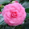 Pink Camellia Live Plant – 4" Pot, Starter Size 6-12 Inches Tall – Vibrant Pink Blooms for Outdoor Planting - Image 1