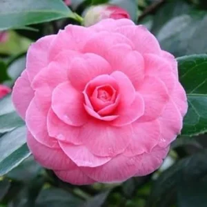 Pink Camellia Live Plant – 4