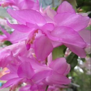 Pink Christmas Cactus & Thanksgiving Cactus Live Plant – 4-6 Inch Tall Succulent - Image 4