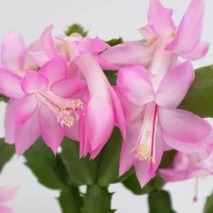 Pink Christmas Cactus & Thanksgiving Cactus Live Plant – 4-6 Inch Tall Succulent - Image 5