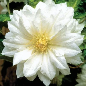 Pink Clematis Live Plant - 2.5