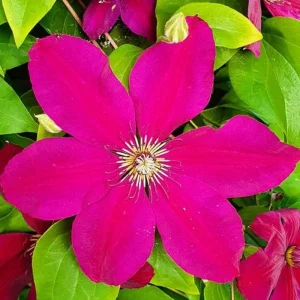 Pink Clematis Live Plant - 2.5