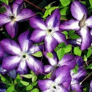 Pink Clematis Live Plant - 2.5
