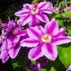 Pink Clematis Live Plant - 2.5" Pot, Flowering Climbing Vine for Outdoor Garden - Image 1