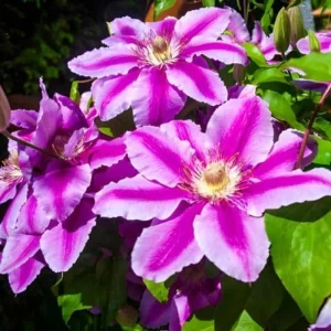 Pink Clematis Live Plant - 2.5" Pot, Flowering Climbing Vine for Outdoor Garden - Image 1