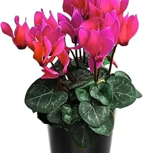 Pink Cyclamen Live Plant – Flowering Houseplant in 4