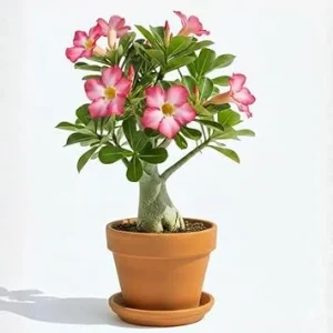 Pink Desert Rose Live Plant, Adenium Flowers, Succulent, 4-7 Inch Tall - Image 3