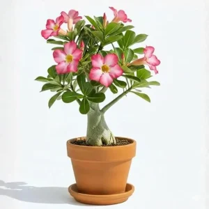 Pink Desert Rose Live Plant, Adenium Flowers, Succulent, 4-7 Inch Tall - Image 6