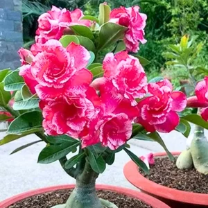 Pink Desert Rose Live Plant - Adenium Obesum Flowering Succulent, 4-7