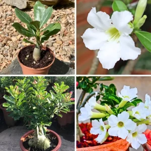 Pink Desert Rose Live Plant - Adenium Obesum Flowering Succulent, 4-7