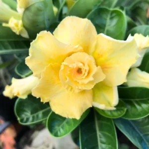 Pink Desert Rose Live Plant - Adenium Obesum Flowering Succulent, 4-7