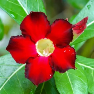 Pink Desert Rose Live Plant - Adenium Obesum Flowering Succulent, 4-7