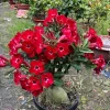 Pink Desert Rose Live Plant - Adenium Obesum Seedling 4-5 Inches Tall, Indoor Outdoor - Image 1