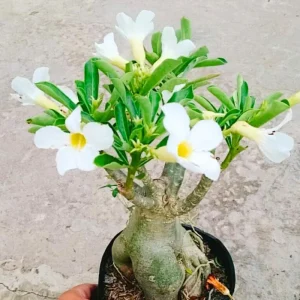 Pink Desert Rose Live Plant - Adenium Obesum Succulent, 4-8