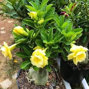 Pink Desert Rose Live Plant - Adenium Obesum Succulent, 4-8