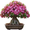 Pink Desert Rose Live Plant - Adenium Obesum Succulent, 4-8 Inches Tall - Image 1