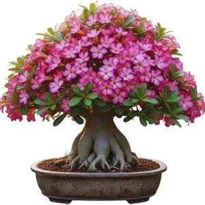 Pink Desert Rose Live Plant - Adenium Obesum Succulent, 4-8 Inches Tall - Image 1