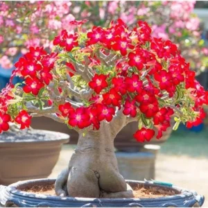 Pink Desert Rose Live Plant - Adenium Obesum Succulent, 4-8