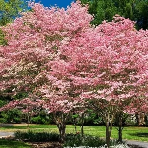 Pink Dogwood Tree Live Plant - 10-16