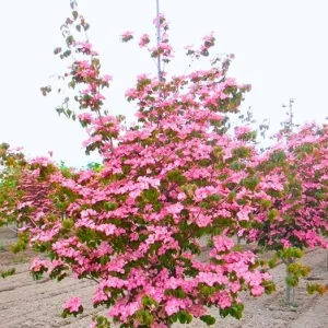 Pink Dogwood Tree Live Plant – 2.5