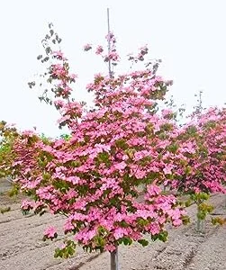 Pink Dogwood Tree Live Plant – 2.5
