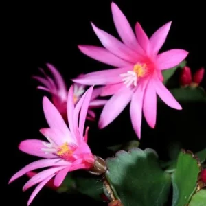 Pink Easter Cactus Live Plant 4-6 Inch Tall - Indoor/Outdoor Flower - Image 3