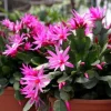 Pink Easter Cactus Live Plant 4-6 Inch Tall - Indoor/Outdoor Flower - Image 1