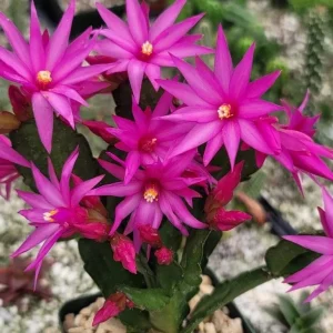 Pink Easter Cactus Live Plant 4-6 Inch Tall - Indoor/Outdoor Flower - Image 5