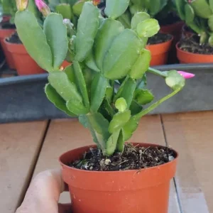 Pink Easter Cactus Live Plant 4-6 Inch Tall - Indoor/Outdoor Flower - Image 6