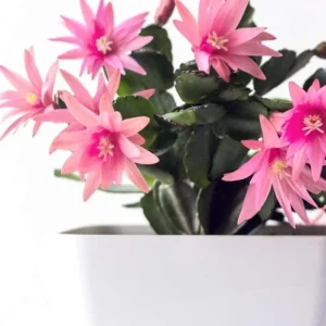 Pink Easter Cactus Live Plant – Indoor Houseplant, 4 to 6 Inches Tall - Image 2