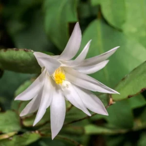 Pink Easter Cactus Live Plant – Indoor Houseplant, 4 to 6 Inches Tall - Image 3