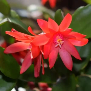 Pink Easter Cactus Live Plant – Indoor Houseplant, 4 to 6 Inches Tall - Image 1