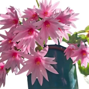 Pink Easter Cactus Live Plant – Rhipsalidopsis Gaertneri – 5-7 Inch Tall Potted Houseplant - Image 2
