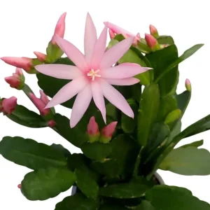 Pink Easter Cactus Live Plant – Rhipsalidopsis Gaertneri – 5-7 Inch Tall Potted Houseplant - Image 3