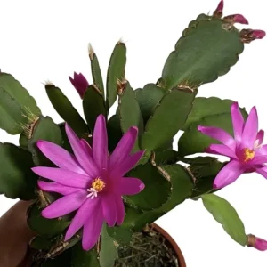 Pink Easter Cactus Live Plant – Rhipsalidopsis Gaertneri – 5-7 Inch Tall Potted Houseplant - Image 4