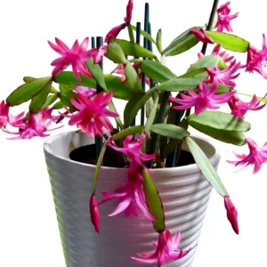 Pink Easter Cactus Live Plant – Rhipsalidopsis Gaertneri – 5-7 Inch Tall Potted Houseplant - Image 5