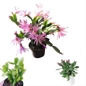 Pink Easter Cactus Live Plant – Rhipsalidopsis Gaertneri – 5-7 Inch Tall Potted Houseplant - Image 1