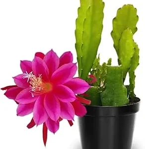 Pink Epiphyllum Orchid Cactus Live Plants - 2 Pack, 6-8 Inches Tall, Rooted in 4