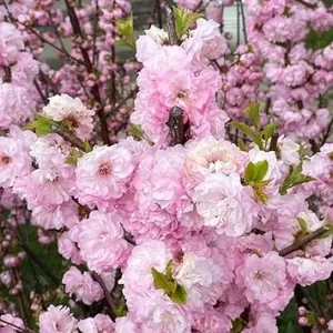 Pink Flowering Almond Shrub Live Plant, Perennial, Cold Hardy, 6-12