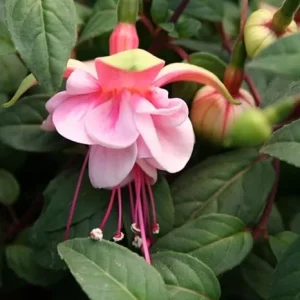 Pink Fuchsia Live Plant for Garden - 3-5 Inch Tall Starter Plug, Outdoor - Image 5