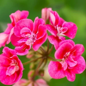 Pink Geranium Live Plants - Set of 2, 5-9
