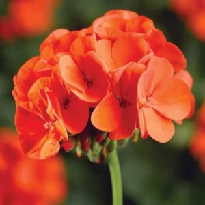 Pink Geranium Live Plants - Set of 2, 5-9