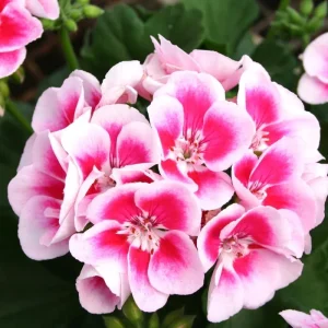 Pink Geranium Live Plants - Set of 2, 5-9