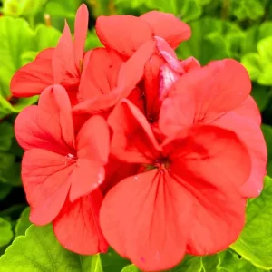 Pink Geranium Live Plants - Set of 2, 5-9