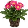Pink Gerbera Daisy Live Plant 5-7 Inches Tall - Indoor/Outdoor Perennial - Image 1