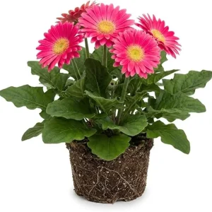 Pink Gerbera Daisy Live Plant 5-7 Inches Tall - Indoor/Outdoor Perennial - Image 7