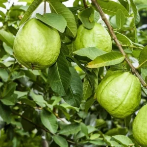 Pink Guava Live Plant for Outdoor Garden 8-12 Inch Tall - Sweet Fruiting Tree - Image 3