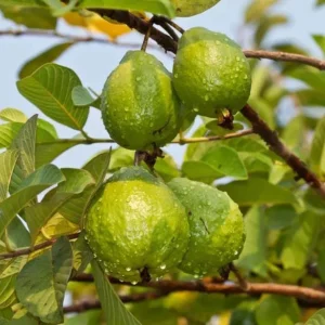 Pink Guava Live Plant for Outdoor Garden 8-12 Inch Tall - Sweet Fruiting Tree - Image 4