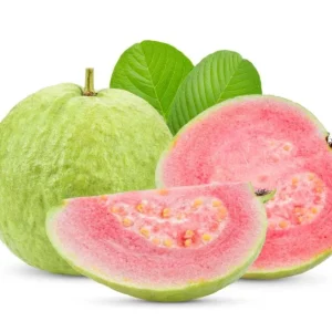 Pink Guava Live Plant for Outdoor Garden 8-12 Inch Tall - Sweet Fruiting Tree - Image 1