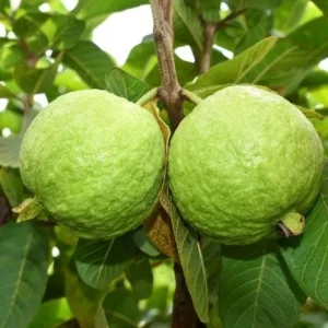 Pink Guava Live Plant for Outdoor Garden 8-12 Inch Tall - Sweet Fruiting Tree - Image 5
